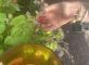 Une matinée gourmande au jardin Le Centenaire Pussay
